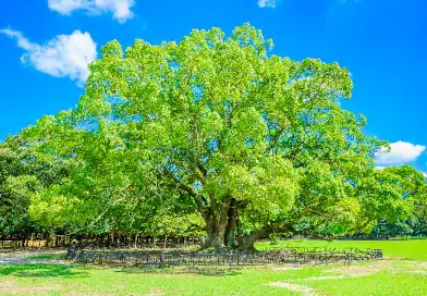 樹木葬の特徴：自然に還元することができ環境に優しい